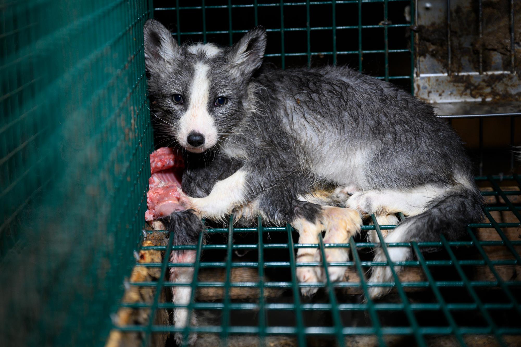 Cachorro de zorro en investigación granjas peleteras en Finlandia.